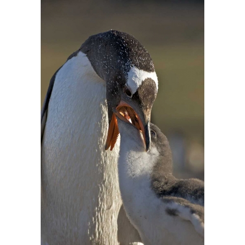 Saunders Island Gentoo penguin feeds its chick